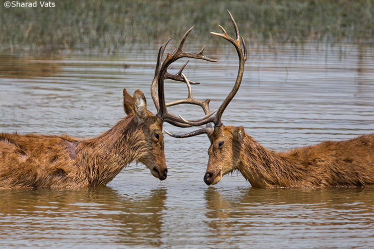 sambar spotted in kanha national park