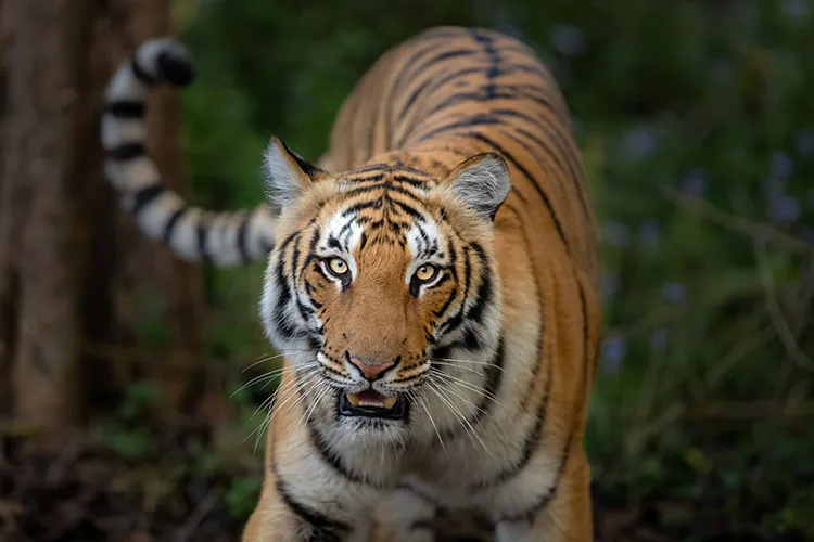 Sub adult Tigress in Corbett