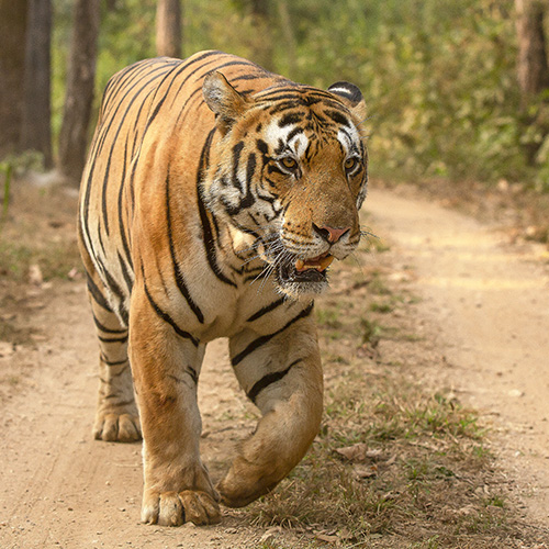 tiger walking at Kanha National Park