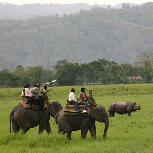 kaziranga national park