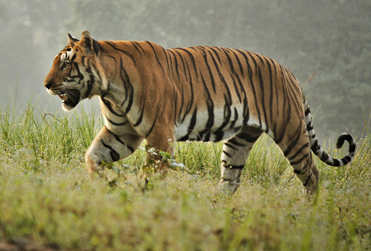 tiger safari in india tadoba