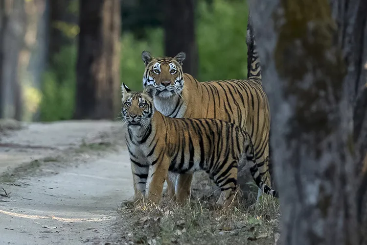 The Royal Bengal Tiger