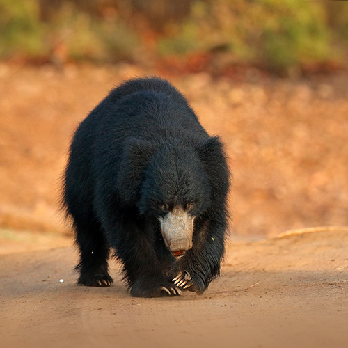 Panna Mammal - Sloth Bear