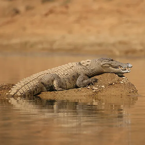 Panna Reptile - Marsh crocodile