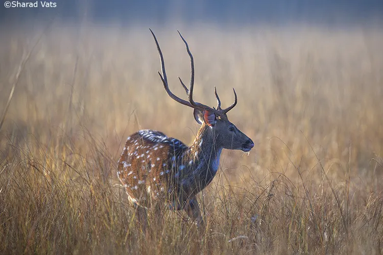 deer in pench national park
