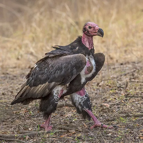 Pench - King vulture