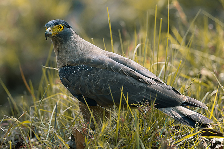 Pench Eagle
