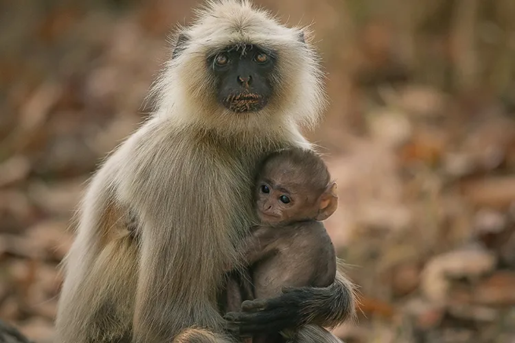langoor with baby pench national park