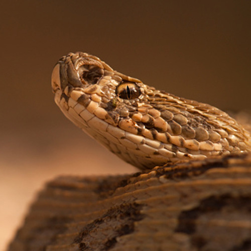 Pench Russel's Viper