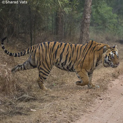 pench national park