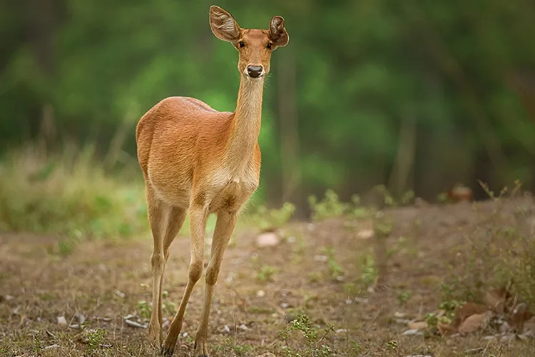Satpura - Barasingha Female