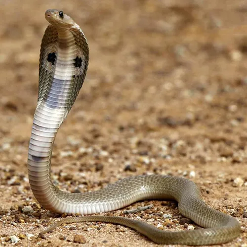 Satpura Cobra