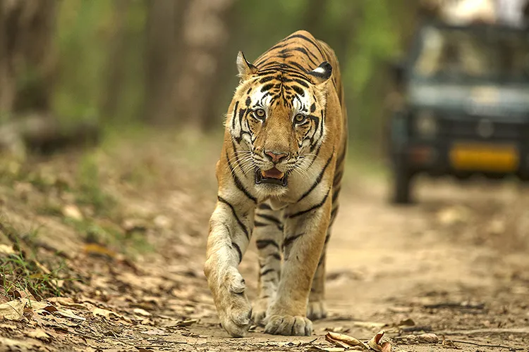 Bheema the tiger in Kanha National Park