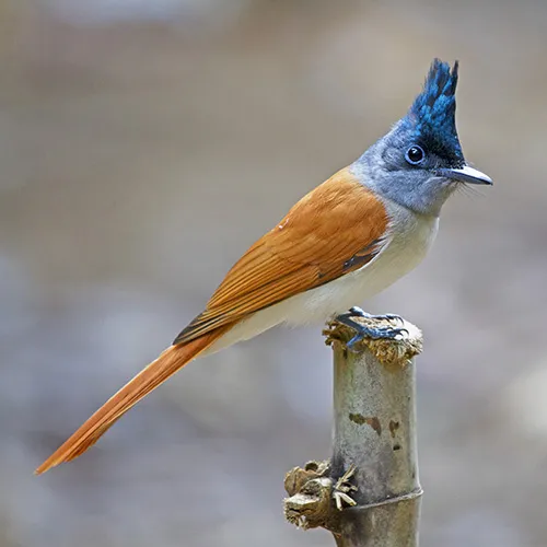 Asian paradise flycatcher at tadoba