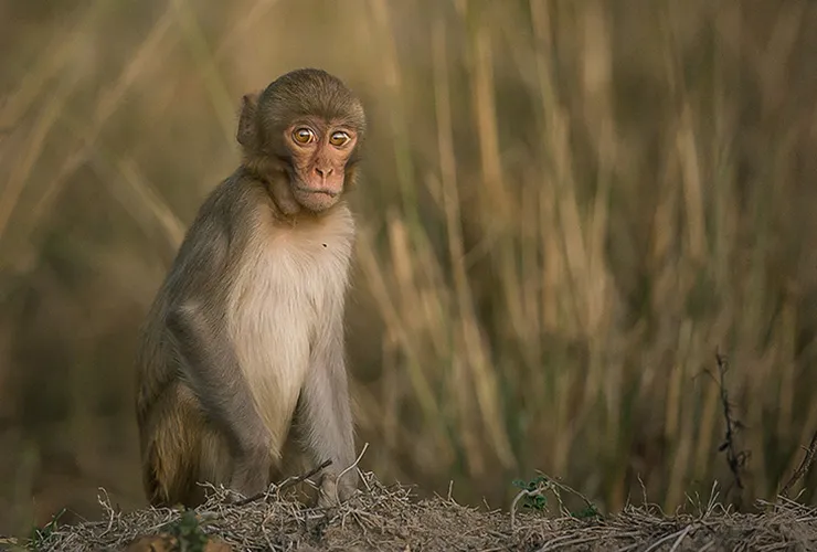 monkey at tadoba