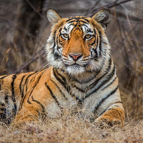 Tiger in tadoba national park