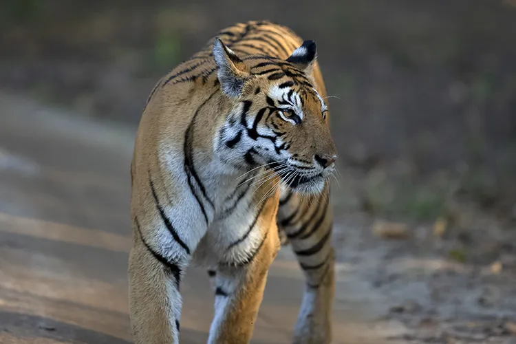 tigress in kanha