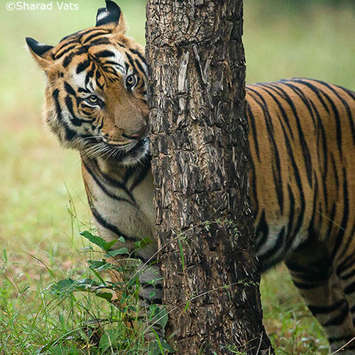 importance of the tiger
