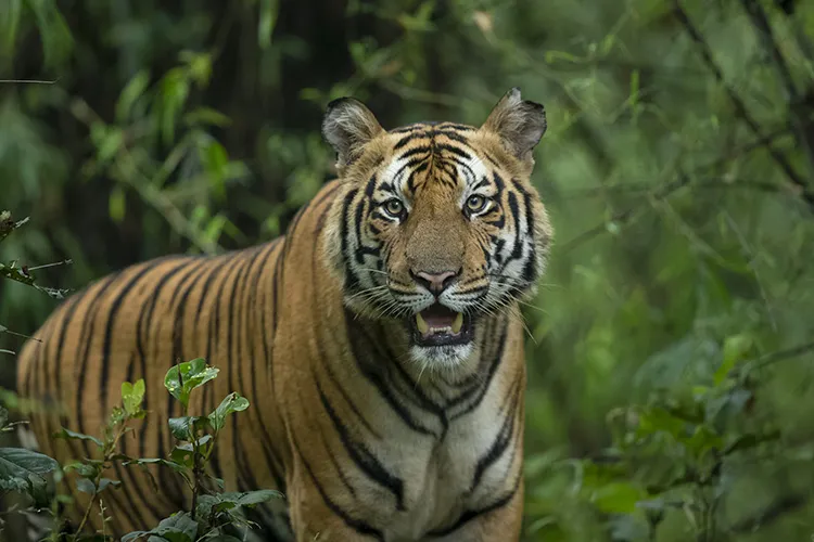 sub adult in bandhavgarh