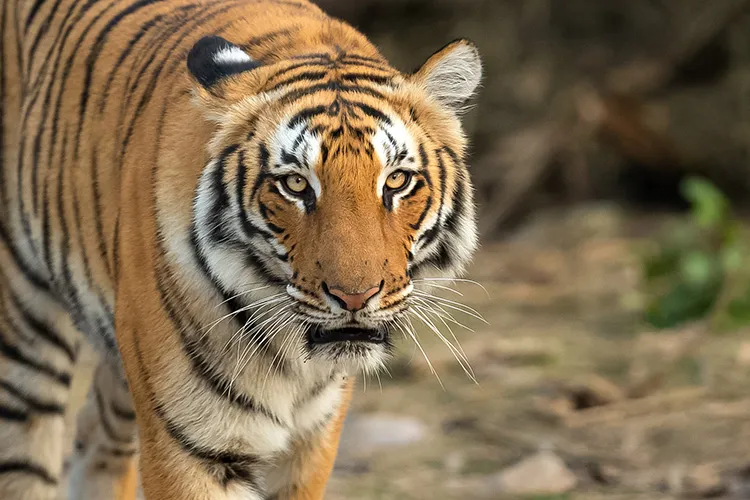 Corbett Sub Adult Tiger