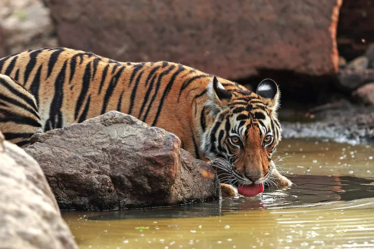 tiger drinking water