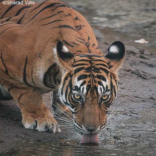 History of the Tiger in India