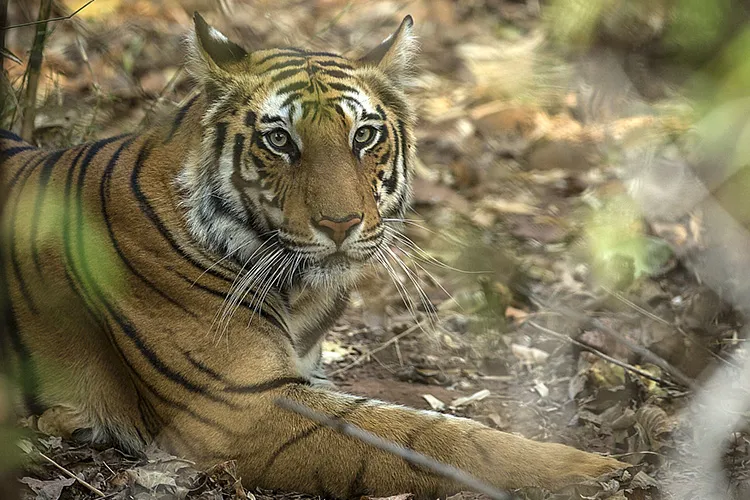 tigress in tadoba