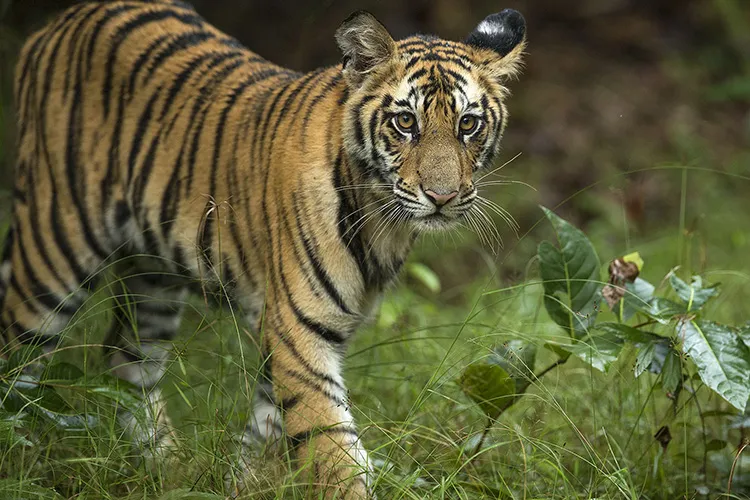 tiger cub in bandhavgarh