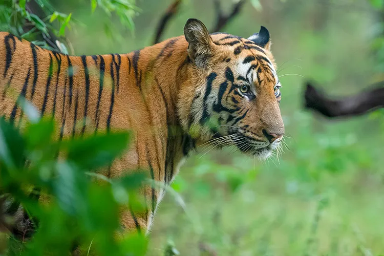 sub adult tiger in bandhavgarh
