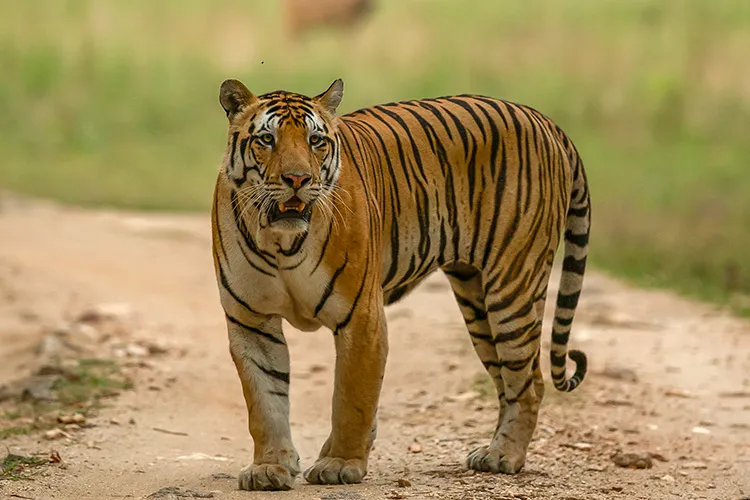 bheema in kanha