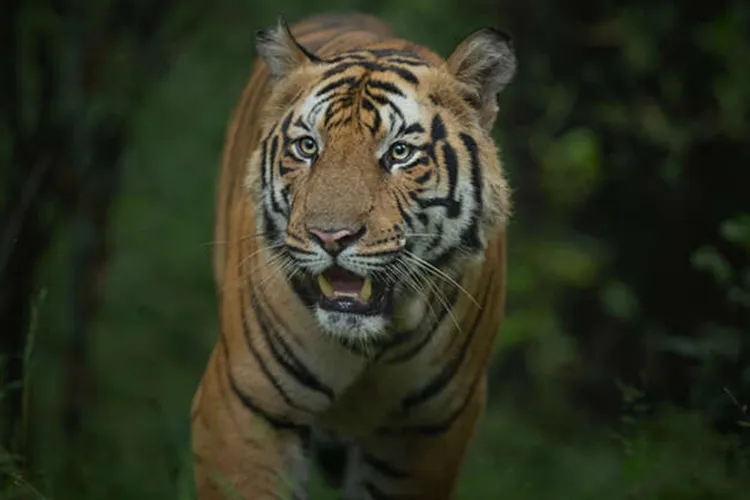 bandhavgarh kanha pench tiger safari in india