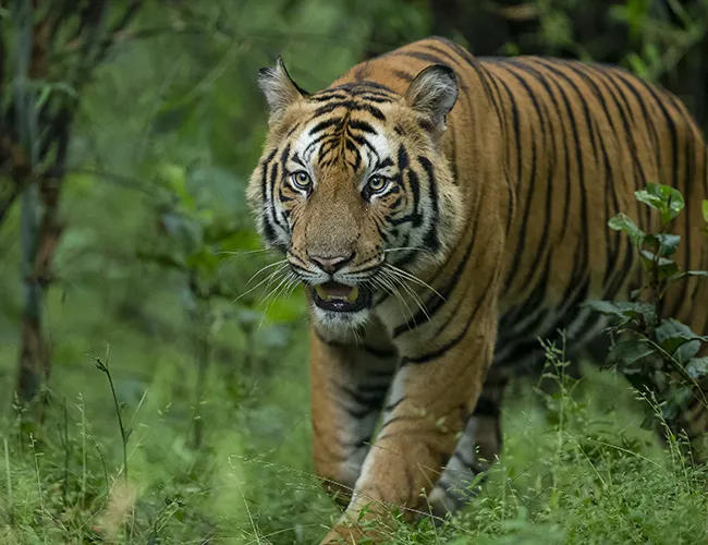 Tiger Safari in Bandhavgarh Travel Guide