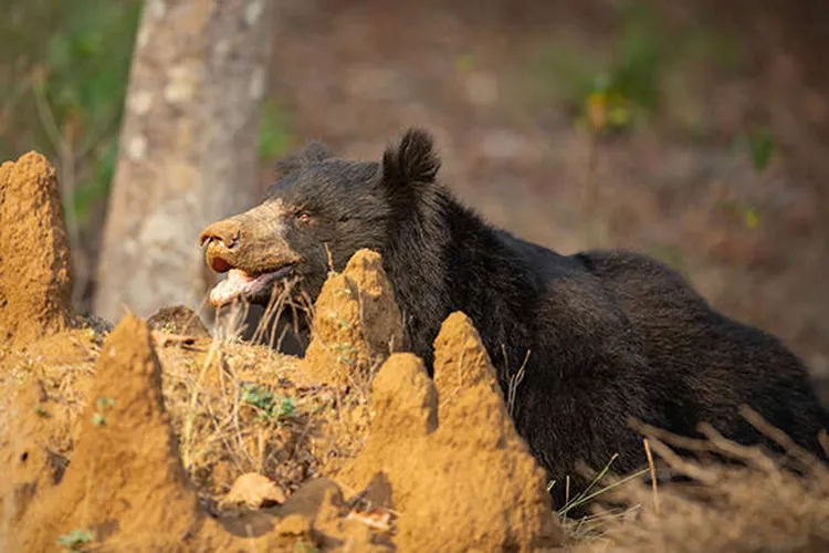 bear in pench national park