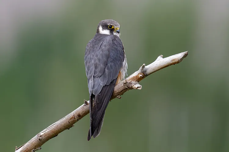Birds of Prey in Bharatpur