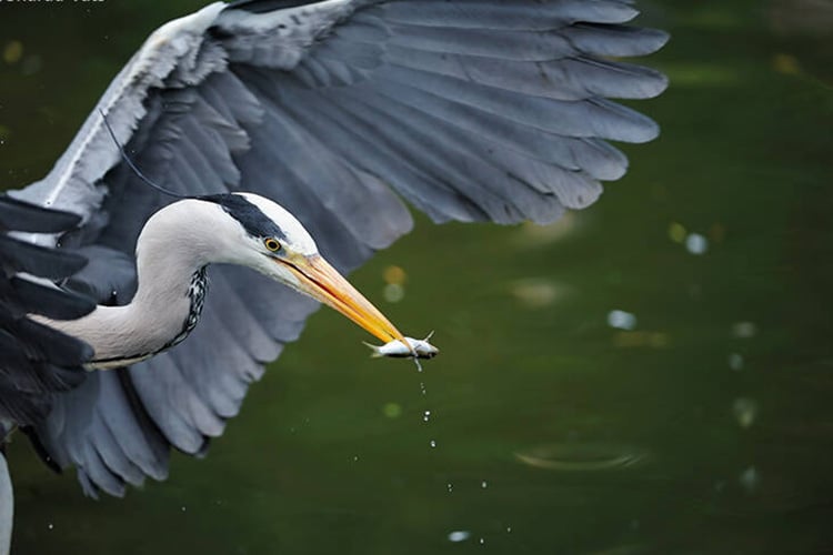 Demoiselle Crane in Bharatpur