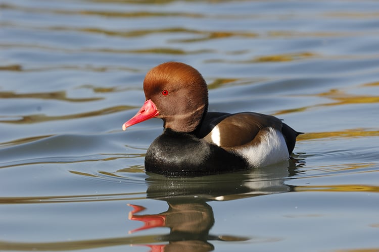 Credted Red Pochard Bharatpur