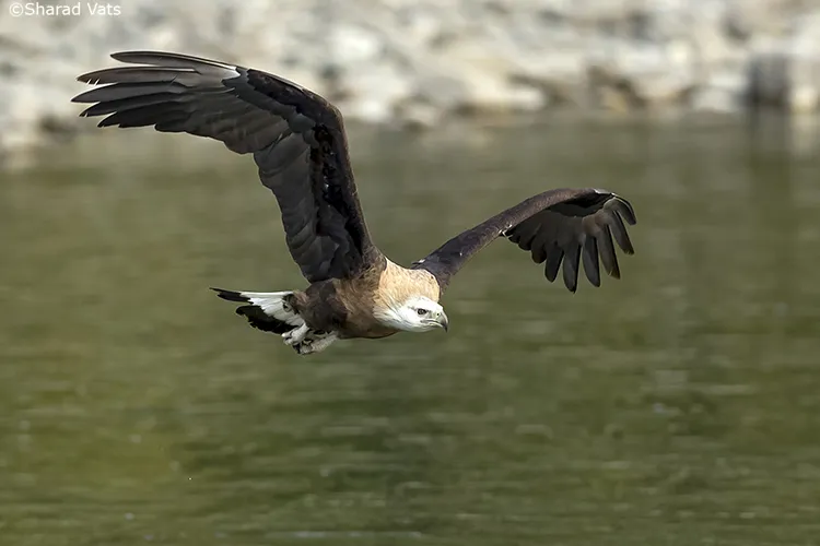 birdingin jim corbett national park