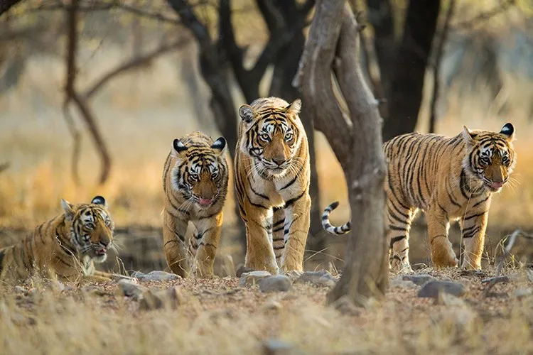 tiger safari in ranthambore