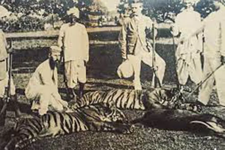 History of the Tiger in India - Tiger Safari India History of the Tiger in India - Tiger Safari India