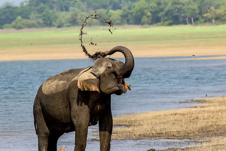 elephants at corbett national park