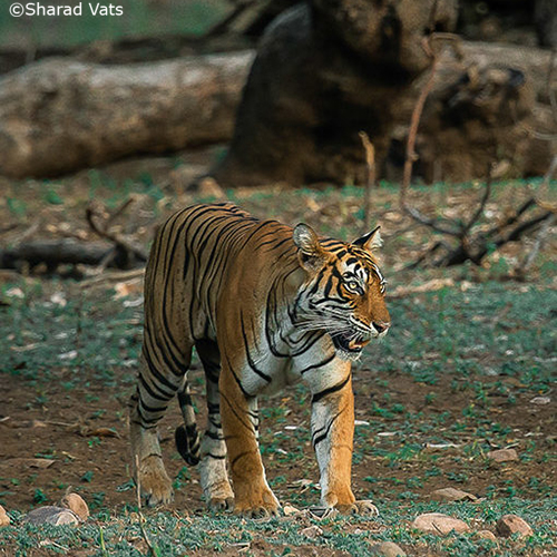 Books to read before an Indian Safari