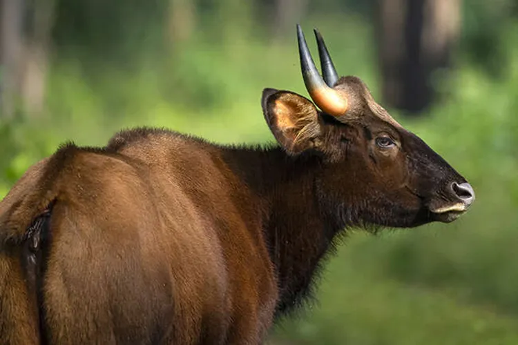 indian gaur at kanha national park