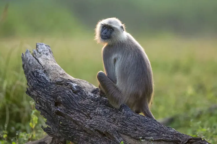 langur at bandhavgarh national park