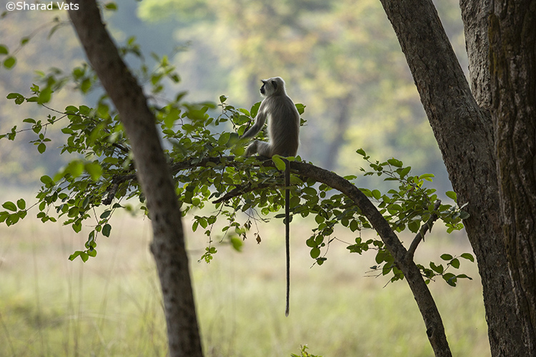 langur on tree in tadoba