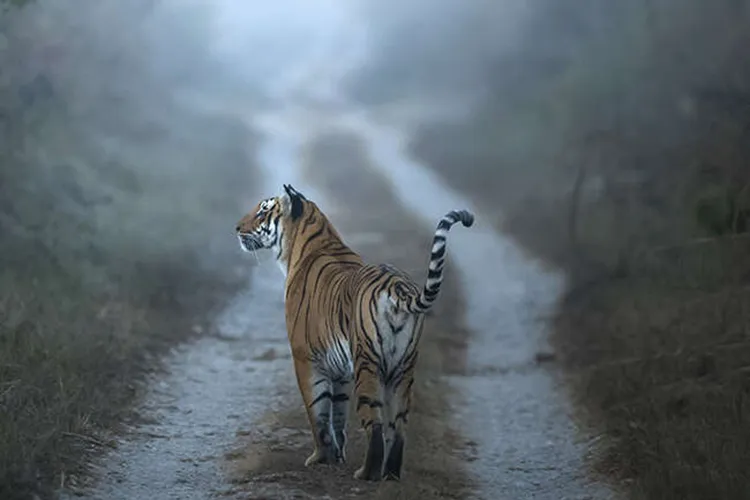 morning tiger safari in corbett national park