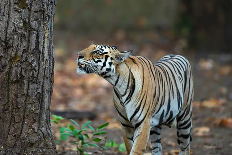 tiger spotted near tree in kanha national park