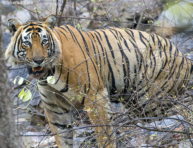 Ranthambore Tiger Safari