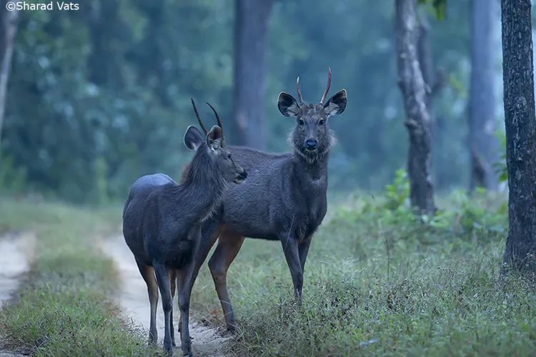 sambhar at kanha national park