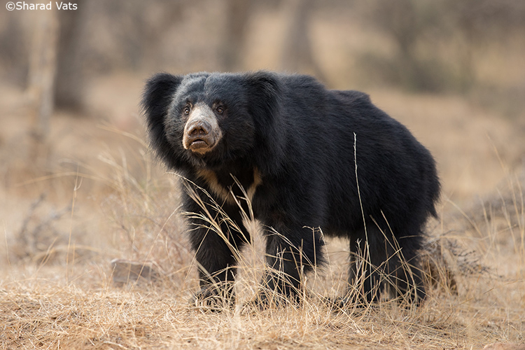 sloth bear in pench national park