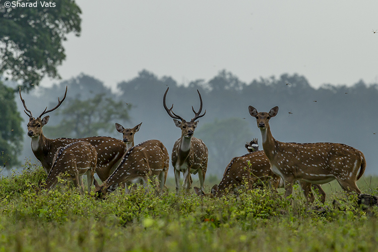 spotted deer group in tadobe national park